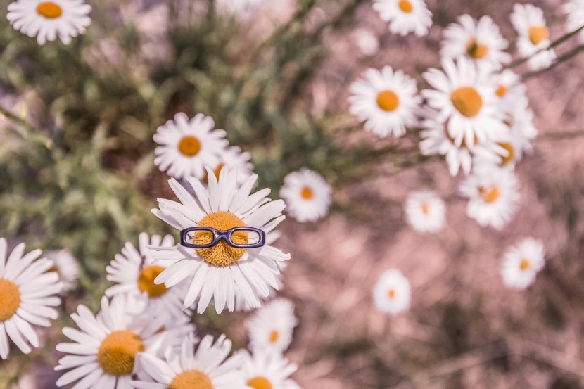 megane